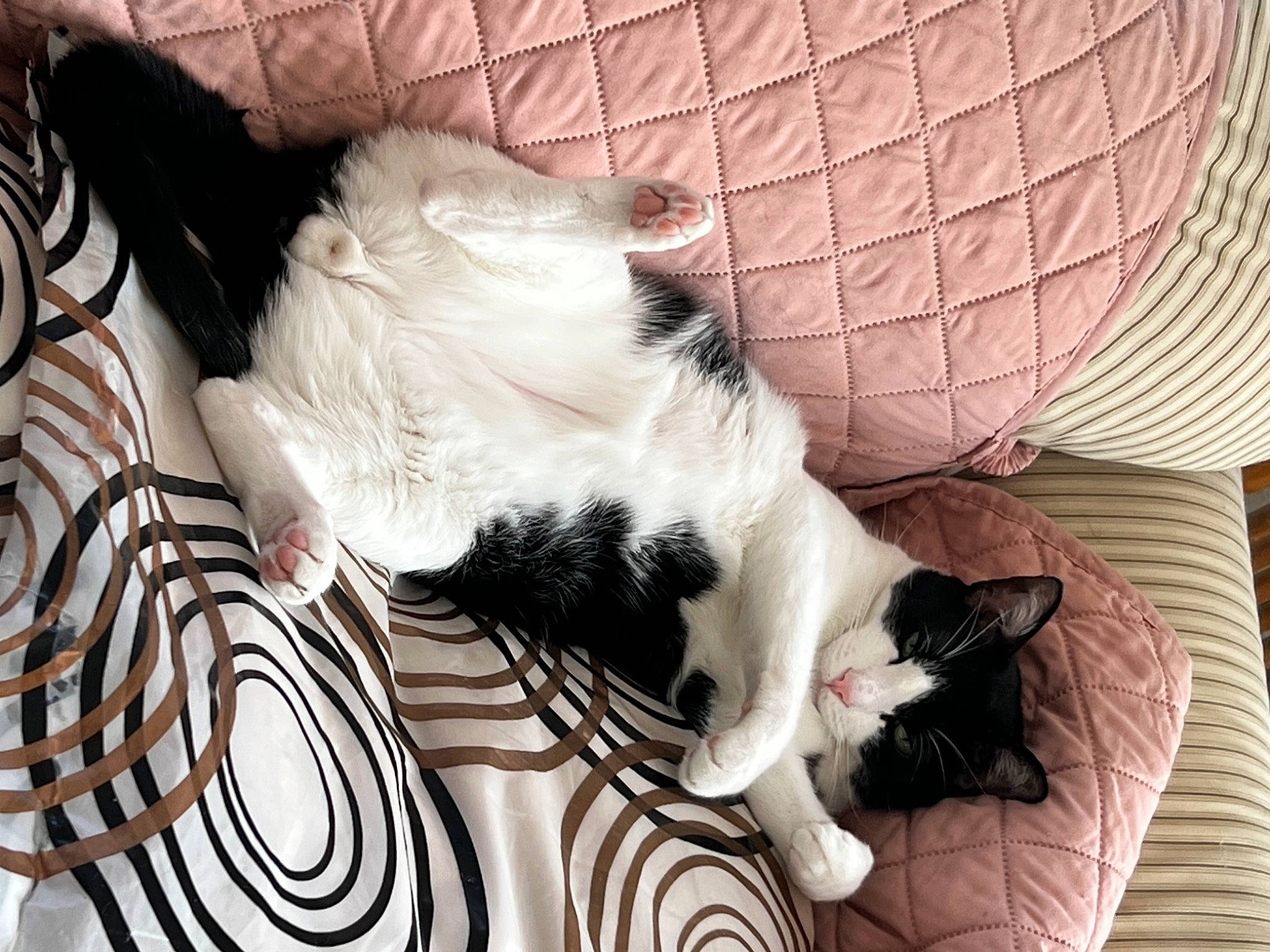 Oreo is registered to the contest to win money with this photo: bag, carnivore, cat, cat_supply, claw, comfort, companion_dog, domestic_short_haired_cat, felidae, foot, fur, linens, nap, paw, room, small_to_medium_sized_cats, snout, tail, whiskers