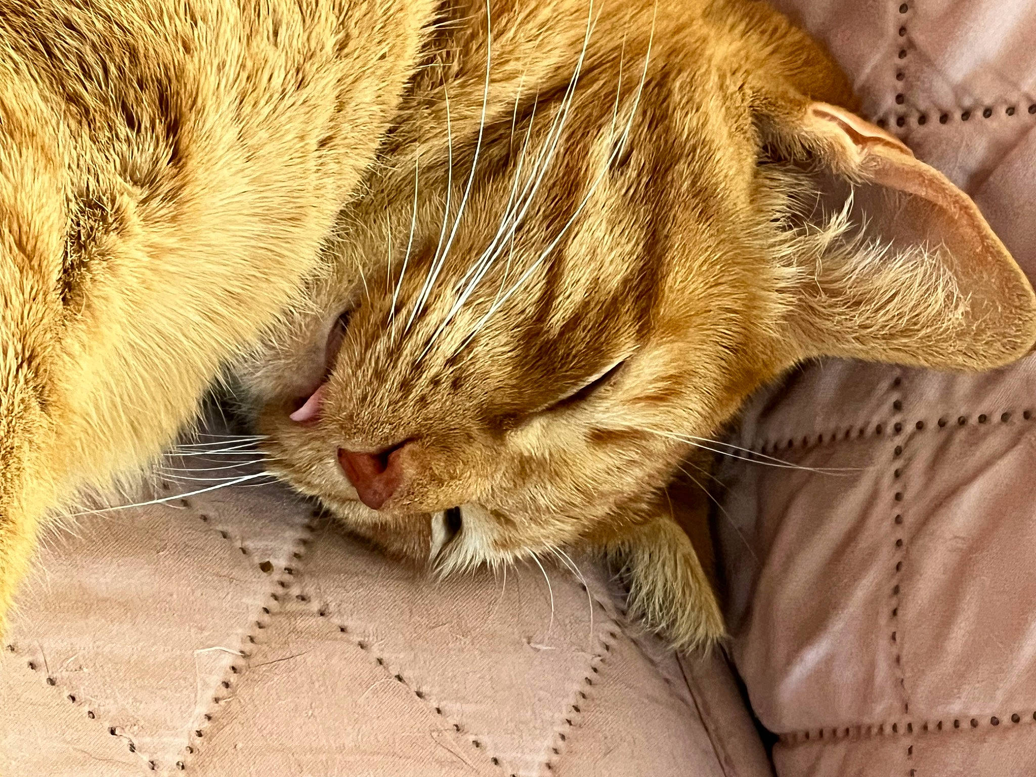 Prince is registered to the contest to win money with this photo: carnivore, cat, claw, comfort, domestic_short_haired_cat, ear, eye, fawn, felidae, fur, nap, paw, sleep, small_to_medium_sized_cats, snout, tail, terrestrial_animal, whiskers, wildlife, wrinkle