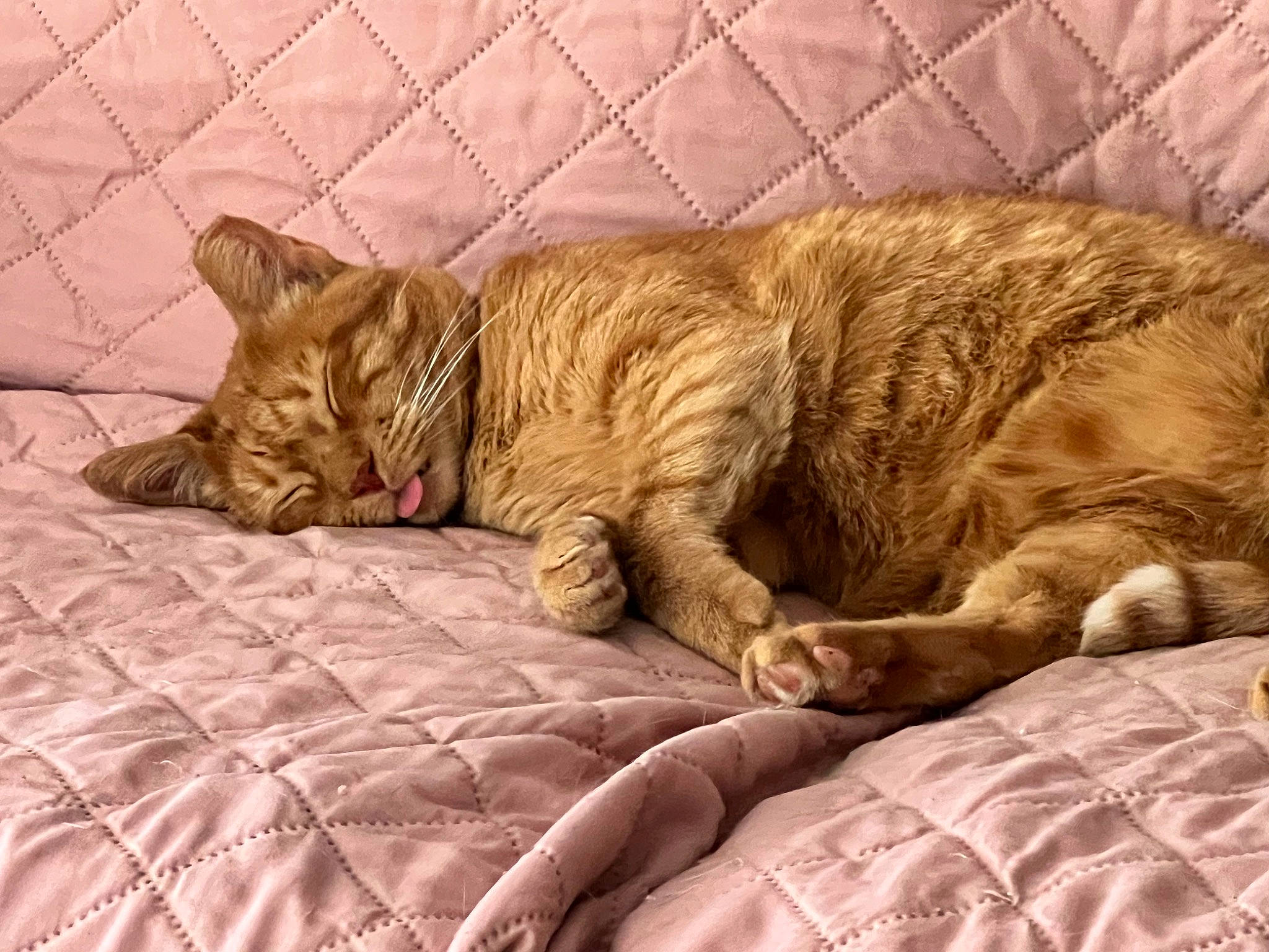 Prince joined the competition — help win amazing prizes! bed, bedding, carnivore, cat, claw, comfort, domestic_short_haired_cat, fawn, felidae, fur, linens, nap, small_to_medium_sized_cats, snout, tail, terrestrial_animal, whiskers, wildlife, wood, wrinkle