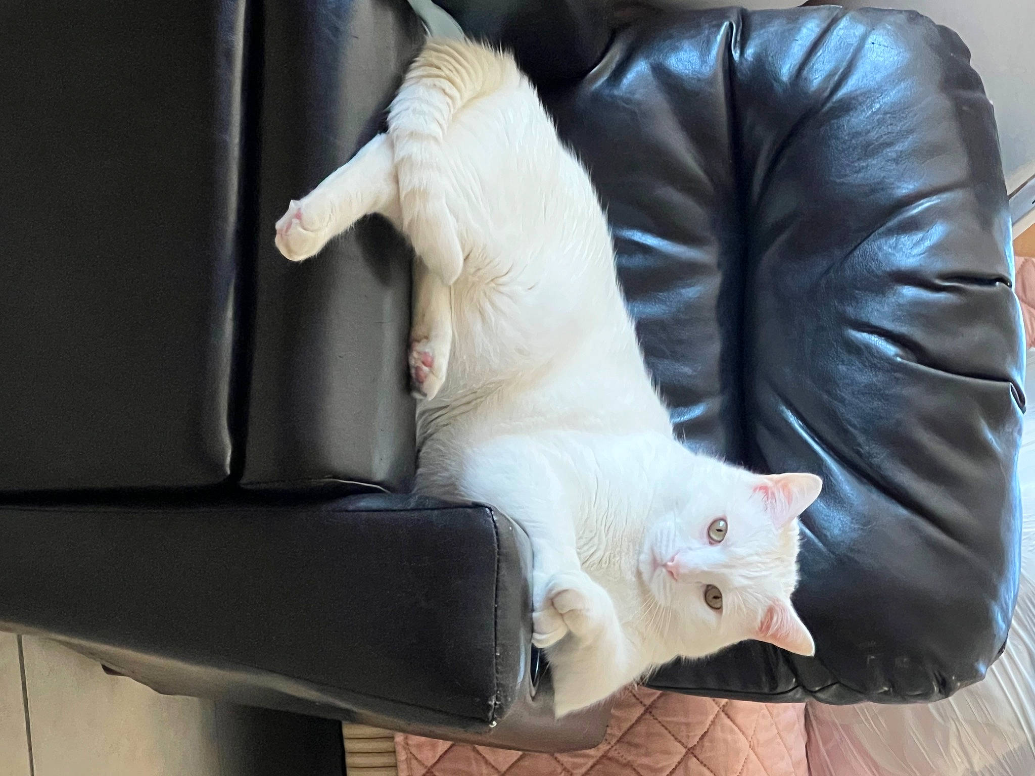 Kirby is registered to the contest to win money with this photo: canidae, carnivore, cat, claw, comfort, companion_dog, couch, dog_breed, domestic_short_haired_cat, fawn, felidae, fur, hardwood, human_leg, paw, small_to_medium_sized_cats, sporting_group, tail, whiskers, wood