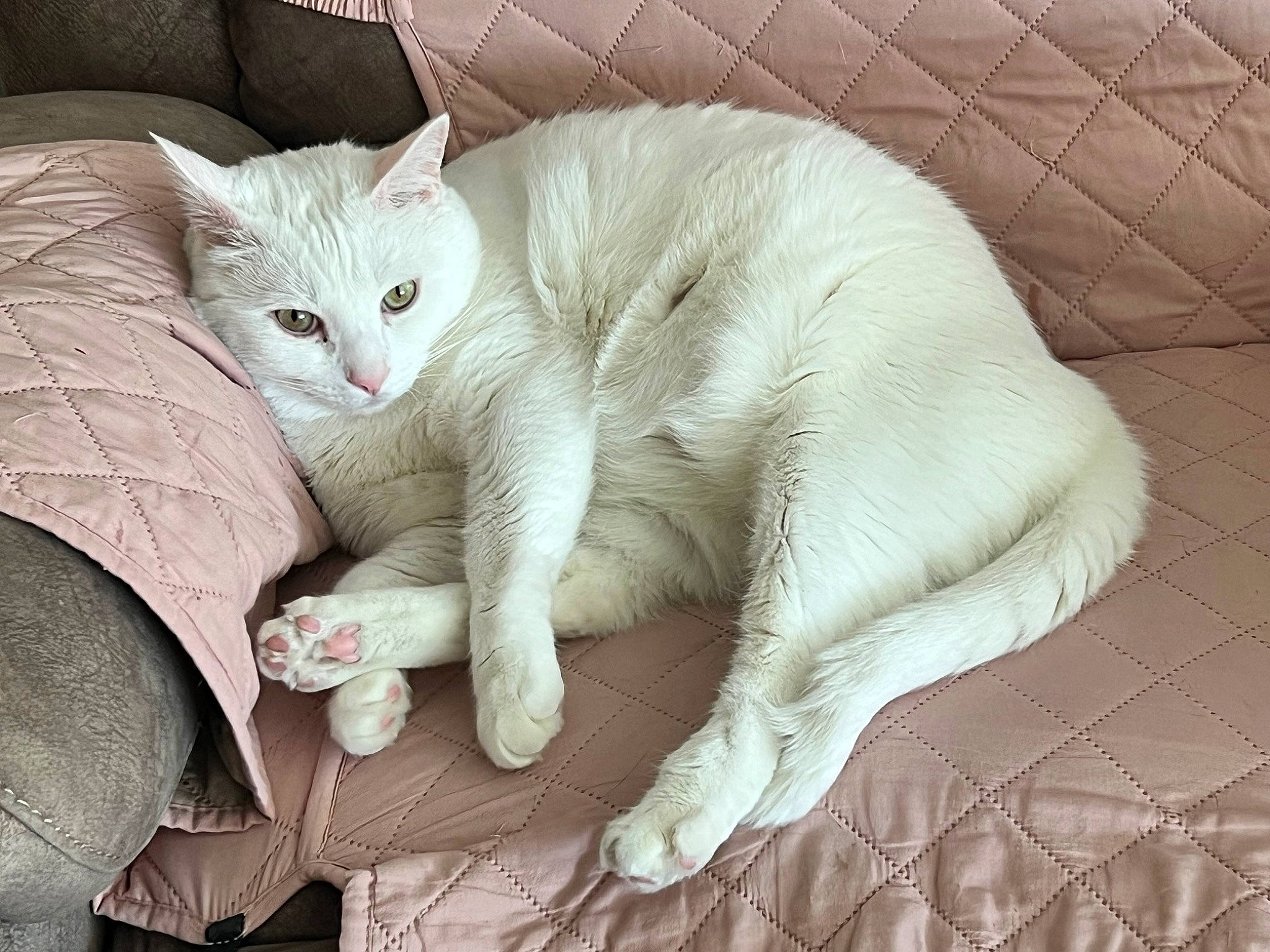 Kirby joined the competition — help win amazing prizes! carnivore, cat, cat_supply, claw, comfort, domestic_short_haired_cat, fawn, felidae, fur, linens, nap, paw, sitting, sleep, small_to_medium_sized_cats, snout, tail, terrestrial_animal, whiskers