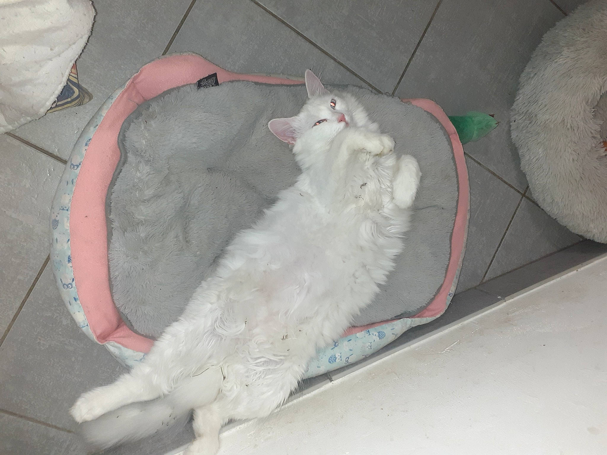 Nala participe au concours pour gagner de l'argent avec cette photo : carnivore, cat, claw, comfort, dog_breed, domestic_short_haired_cat, fang, felidae, foot, fur, grey, paw, samoyed, small_to_medium_sized_cats, sports_equipment, tail, whiskers