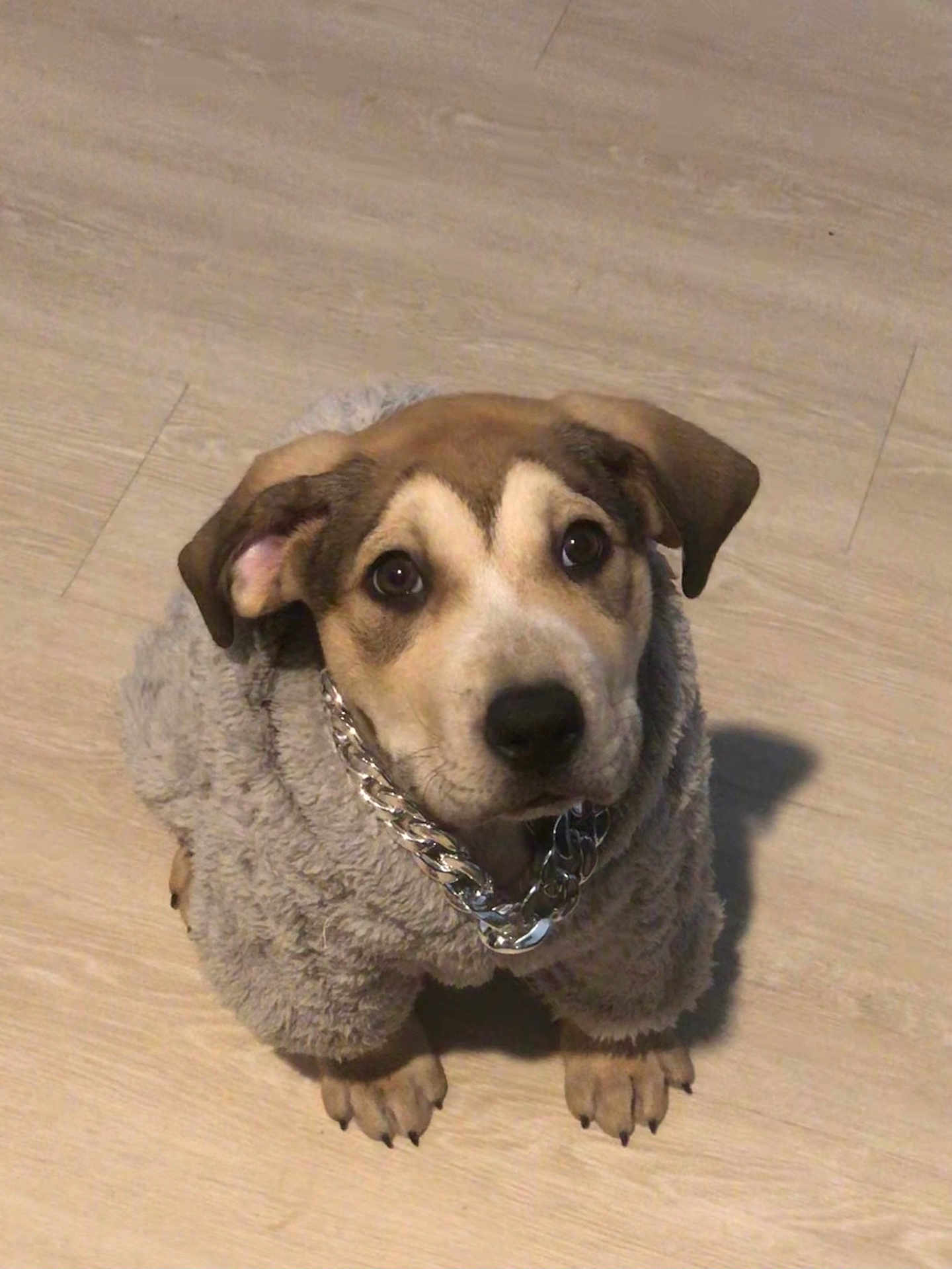 Otis