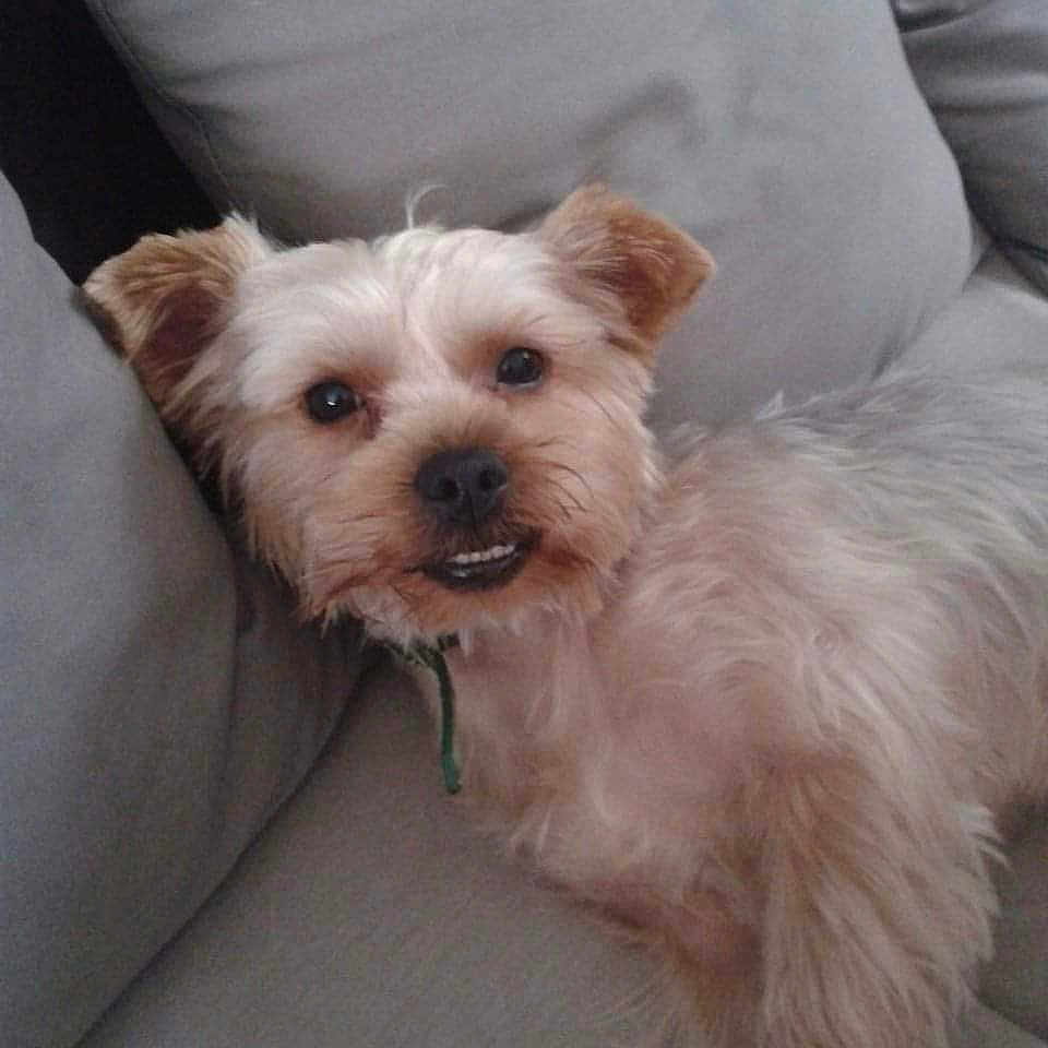 Fidji a rejoint le concours — aidez-le/la à gagner de superbes lots ! affenpinscher, animal, ball, canine, couch, cushion, dog, furniture, homedecor, indoors, linen, pet, pillow, poodle, puppy, sport, tennis, tennisball, terrier, whitedog