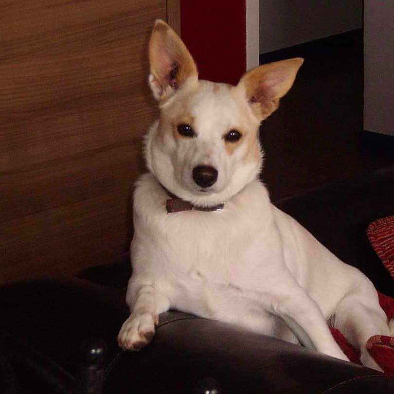 Cimba