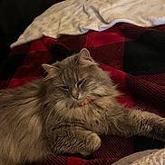 Nikki joined the competition — help win amazing prizes! bed, bedding, blanket, cat, close_up, collar, cozy, feline, fluffy, fur, home, indoor, long_haired_cat, paws, pet, plaid, portrait, relaxed, sleepy, whiskers