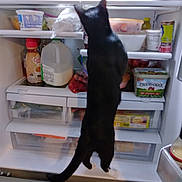 Binx N is registered to the contest to win money with this photo: cat, black_cat, fridge, milk, container, bottle, food, kitchen, refrigerator, curious, pet, animal, indoor, white_paws, open_fridge, exploration, standing, back_view, domestic, snack
