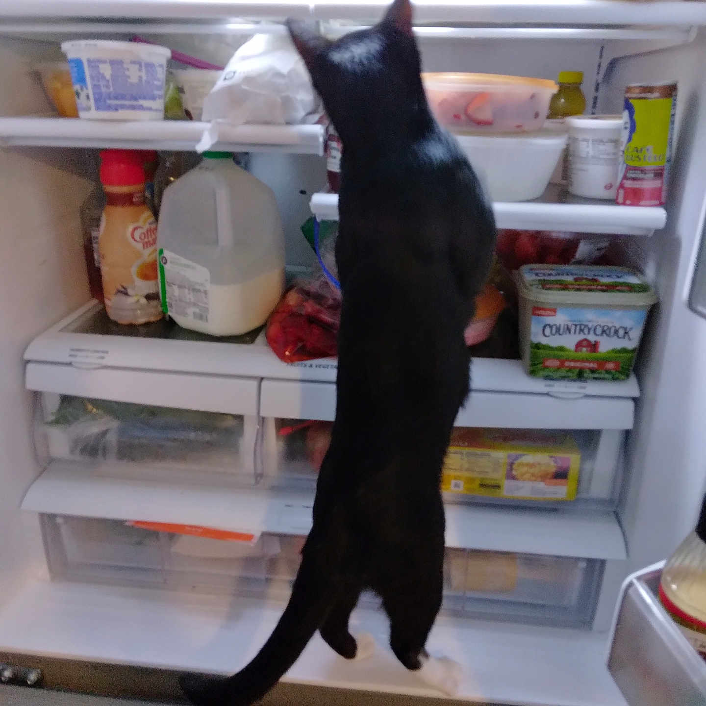 Binx N is registered to the contest to win money with this photo: cat, black_cat, fridge, milk, container, bottle, food, kitchen, refrigerator, curious, pet, animal, indoor, white_paws, open_fridge, exploration, standing, back_view, domestic, snack