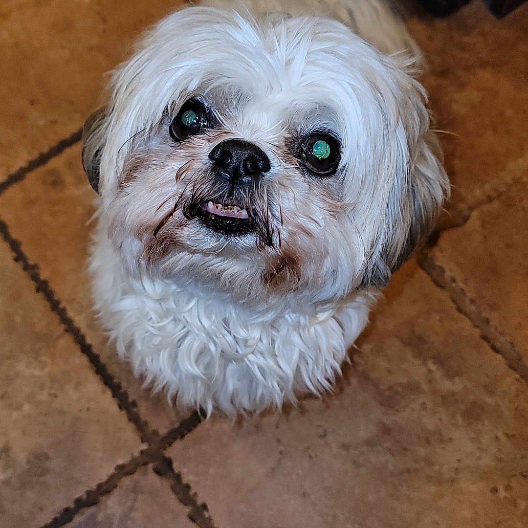 Bernie is registered to the contest to win money with this photo: affenpinscher, animal, bulldog, canine, cockerspaniel, dog, flagstone, hardwood, path, pet, poodle, puppy, slate, terrier, tile, walkway, whitedog, wood