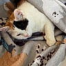 cat, calico_cat, blanket, paw_prints, cozy, resting, feline, fur, sleepy, indoor, cute, pet, animal, soft_texture, warm, comfort, relaxation, snuggled, domestic_cat, close_up