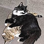 Tupaw Shapurr joined the competition — help win amazing prizes! animal, black_and_white_cat, cat, cats, companion, couch, cozy, cute, domestic_animal, fur, furniture, indoor, pet, relaxing, resting, sleeping, snuggling, tabby_cat, tail, whiskers