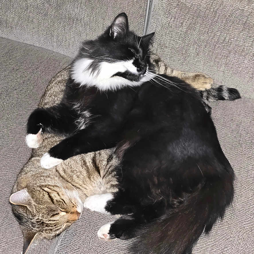 Tupaw Shapurr