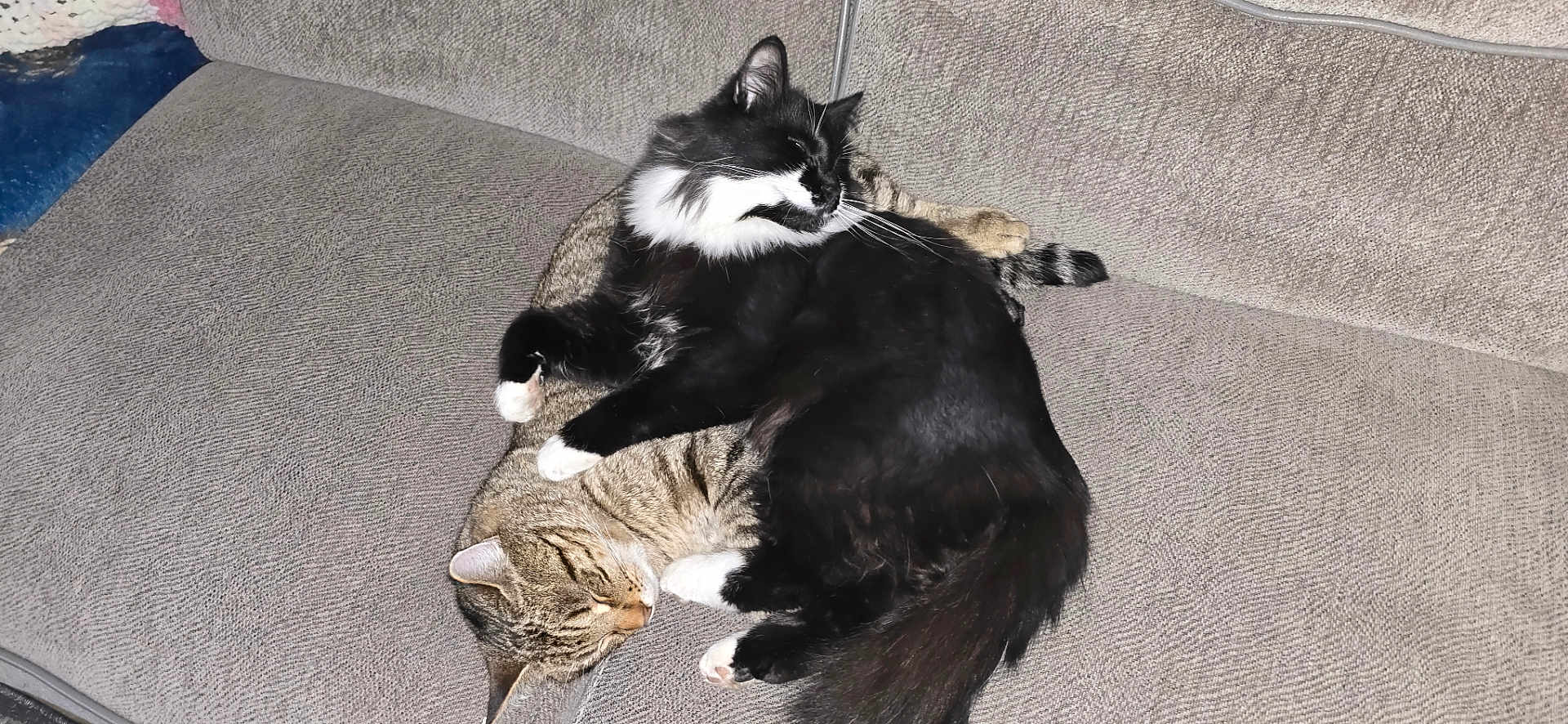 Tupaw Shapurr joined the competition — help win amazing prizes! animal, black_and_white_cat, cat, cats, companion, couch, cozy, cute, domestic_animal, fur, furniture, indoor, pet, relaxing, resting, sleeping, snuggling, tabby_cat, tail, whiskers