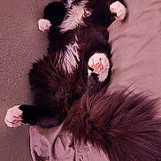 Tupaw Shapurr joined the competition — help win amazing prizes! animal, bed, black_and_white, blanket, cat, cozy, cute, floral, fluffy, fur, indoor, paws, pet, pillow, relaxed, resting, sleeping, soft, tail, whiskers