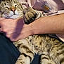 cat, tabby, sleeping, paw, person, arm, hand, hoodie, pink_clothing, striped_fur, pet, relaxed, cozy, indoor, closeup, feline, nap, resting, domestic_animal, companion