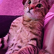 Finnegan joined the competition — help win amazing prizes! cat, tabby, indoor, feline, pet, relaxed, fur, whiskers, paw, face, eyes, striped, pink_light, carpet, bottle, chair, couch, home, closeup, animal