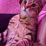 cat, tabby, indoor, feline, pet, relaxed, fur, whiskers, paw, face, eyes, striped, pink_light, carpet, bottle, chair, couch, home, closeup, animal