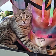Finnegan is registered to the contest to win money with this photo: animal, casual, cat, close_up, colorful_clothing, comfort, cuddle, fur, hoodie, indoor, kitten, paw, person, pet, sitting, striped, tabby, tie_dye, whiskers, young_cat