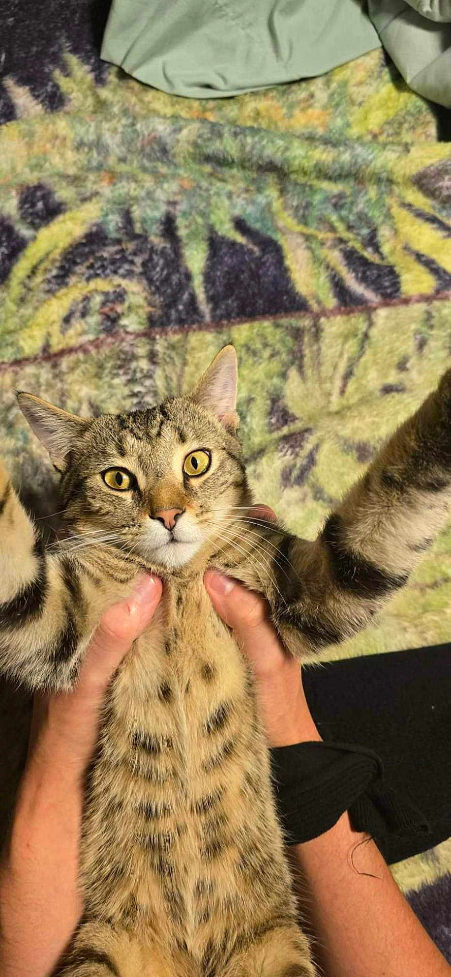 Finnegan