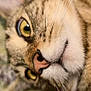 animal, cat, close_up, cozy, cute, domestic_cat, face, feline, fur, human_finger, indoor, mammal, petting, pink_nose, portrait, relaxed, soft, tabby, whiskers, yellow_eyes
