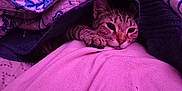 Finnegan is registered to the contest to win money with this photo: cat, tabby, blanket, paw, resting, indoor, bed, fabric, cozy, purple_light, pink, fur, cute, pet, animal, relaxed, comfort, snug, closeup, sleepy
