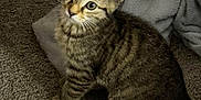 Finnegan joined the competition — help win amazing prizes! animal, blanket, carpet, cat, cozy, cute, domestic, ears, eyes, feline, fur, indoor, kitten, pet, sitting, small, soft, tabby, whiskers, young