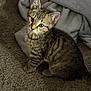 kitten, tabby, cat, pet, animal, fur, carpet, blanket, indoor, cute, young, small, whiskers, ears, eyes, sitting, domestic, feline, soft, cozy