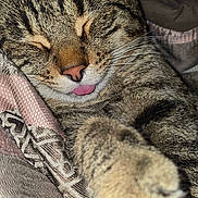 Ruby The Cherry joined the competition — help win amazing prizes! animal, blanket, cat, close_up, cozy, cute, domestic, feline, fur, indoor, paw, pet, portrait, relaxing, resting, sleeping, soft, tabby, tongue_out, whiskers