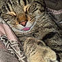 animal, blanket, cat, close_up, cozy, cute, domestic, feline, fur, indoor, paw, pet, portrait, relaxing, resting, sleeping, soft, tabby, tongue_out, whiskers
