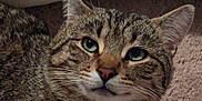 Ruby The Cherry joined the competition — help win amazing prizes! animal, carpet, cat, close_up, cozy, cute, domestic_cat, feline, fur, green_eyes, indoor, mammal, pet, pillow, portrait, relaxing, resting, soft_texture, tabby, whiskers