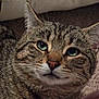 Ruby The Cherry joined the competition — help win amazing prizes! cat, tabby, green_eyes, whiskers, fur, pet, animal, close_up, indoor, carpet, resting, cute, mammal, domestic_cat, portrait, feline, soft_texture, relaxing, cozy, pillow