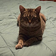 Ruby The Cherry is registered to the contest to win money with this photo: tabby_cat, cat, pet, animal, bed, quilt, green_bedspread, indoor, furniture, dresser, clothing, folded_clothes, resting, lying_down, fur, whiskers, ears, paws, cute, domestic_cat