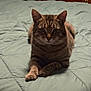 tabby_cat, cat, pet, animal, bed, quilt, green_bedspread, indoor, furniture, dresser, clothing, folded_clothes, resting, lying_down, fur, whiskers, ears, paws, cute, domestic_cat