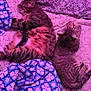 Ruby The Cherry joined the competition — help win amazing prizes! cat, tabby_cat, bed, blanket, pillow, sleeping, indoor, feline, pet, cozy, striped, fur, resting, patterned_bedding, purple_light, domestic_cat, two_cats, animal, relaxation, comfort