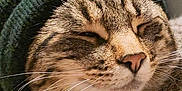 Ruby The Cherry joined the competition — help win amazing prizes! cat, tabby, animal, pet, face, whiskers, hat, knit_hat, cozy, cute, closeup, feline, fur, content, sleepy, indoors, portrait, mammal, domestic_animal, smiling