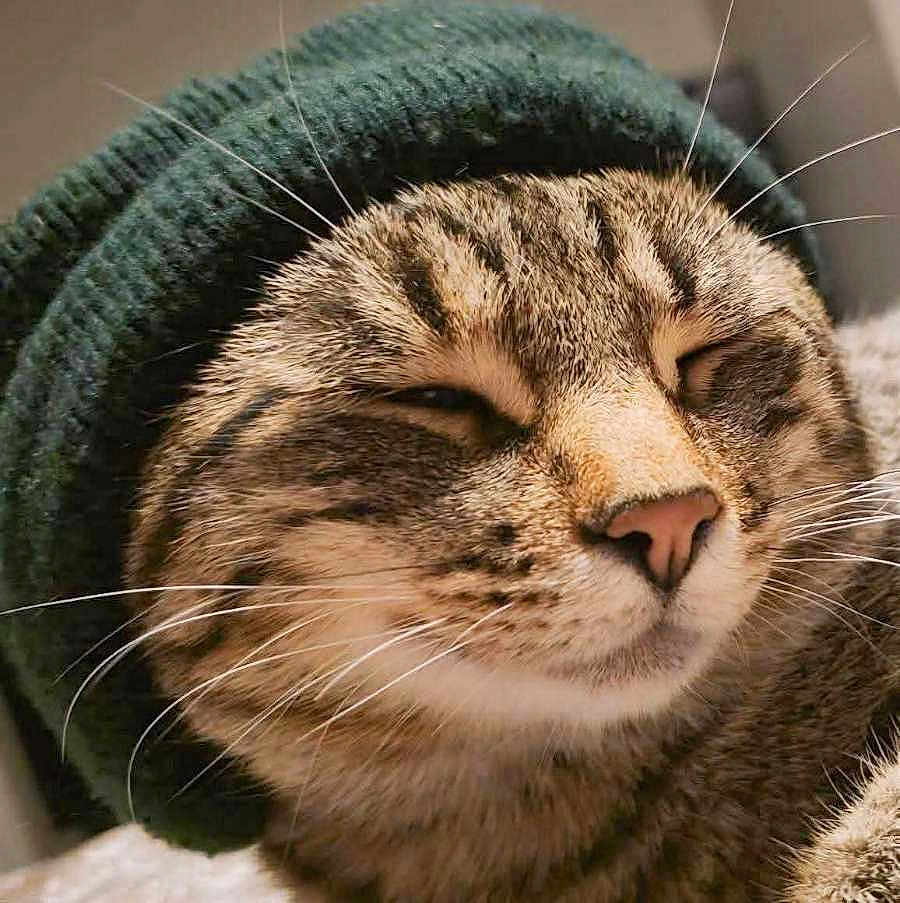Ruby The Cherry joined the competition — help win amazing prizes! cat, tabby, animal, pet, face, whiskers, hat, knit_hat, cozy, cute, closeup, feline, fur, content, sleepy, indoors, portrait, mammal, domestic_animal, smiling