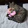 cat, tabby_cat, stuffed_toy, pink, toy_pig, blanket, sleeping, cozy, indoor, pet, animal, feline, fur, cute, resting, soft, comfort, close_up, home, nap