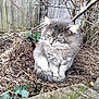 Thumper joined the competition — help win amazing prizes! cat, gray_cat, fluffy, outdoor, garden, mulch, dry_leaves, wooden_fence, bare_branches, sitting, quiet, pet, animal, nature, fur, tail, whiskers, daylight, backyard, contemplative
