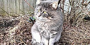 Thumper joined the competition — help win amazing prizes! cat, gray_cat, fluffy, outdoor, garden, leaves, fence, branches, animal, pet, sitting, fur, nature, yellow_eyes, wildlife, closeup, daylight, quiet, calm, curious