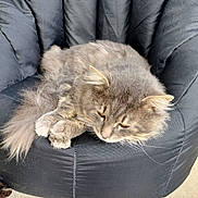 Thumper joined the competition — help win amazing prizes! cat, gray_cat, fluffy, bean_bag, chair, pet, animal, relaxed, sleepy, fur, whiskers, paws, tail, indoor, resting, cute, cozy, domestic, feline, soft
