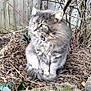 Thumper is registered to the contest to win money with this photo: cat, fluffy, gray, outdoor, garden, dry_leaves, twigs, fence, animal, pet, sitting, fur, whiskers, nature, curious, mouth_open, eyes, tail, plant, bush