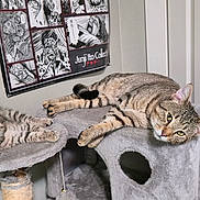 Dobby is registered to the contest to win money with this photo: animal, cat, cat_tree, cute, domestic_animal, door, ears, feline, fur, gray, indoor, looking_at_camera, manga_poster, pet, playful, relaxed, resting, tabby_cat, wall, whiskers