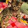 animal, bee_pattern, blanket, cat, colorful, cozy, curious, cute, flower_pattern, fur, indoor, kitten, pet, pink, playful, resting, soft, tabby, whiskers, young