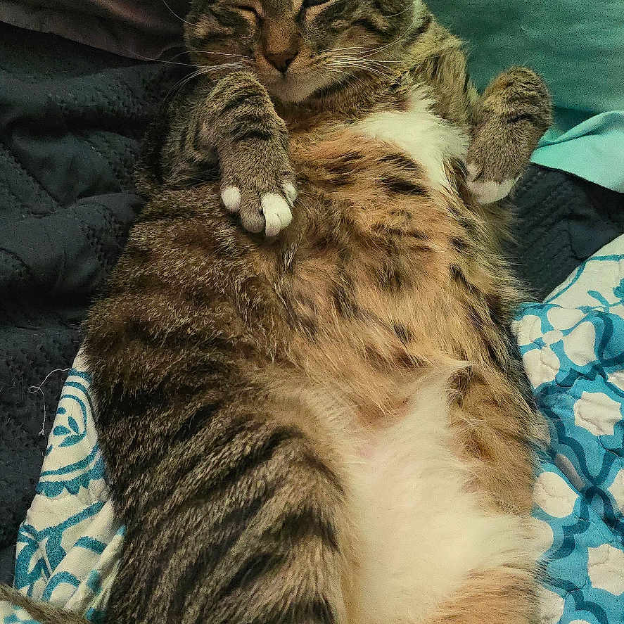 Shakewell is registered to the contest to win money with this photo: animal, bed, blanket, cat, cozy, cute, ears, feline, fur, indoor, lying_down, one_eye_closed, patterned_blanket, paws, pet, relaxed, resting, sleepy, tabby, whiskers
