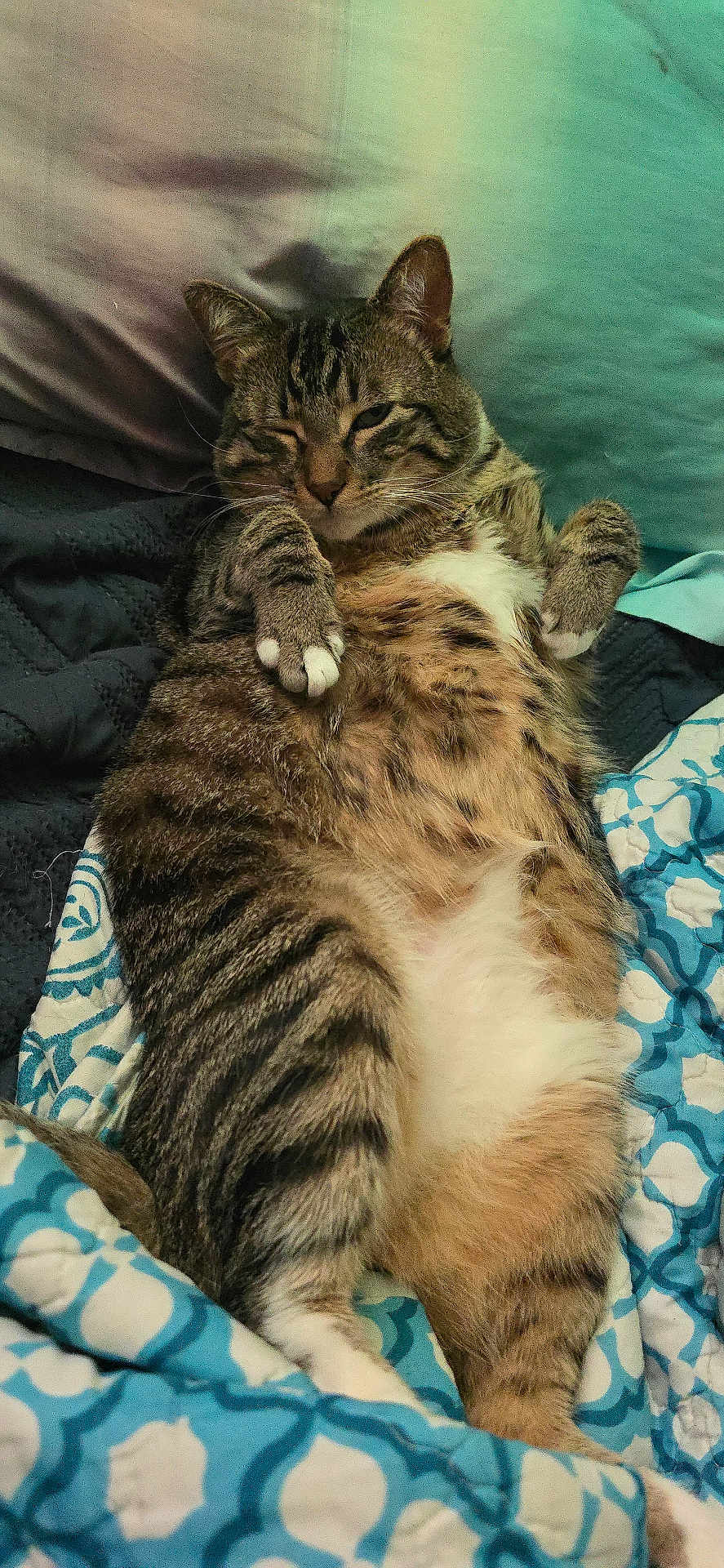 Shakewell is registered to the contest to win money with this photo: cat, tabby, pet, animal, feline, lying_down, paws, bed, blanket, patterned_blanket, cozy, cute, relaxed, sleepy, indoor, fur, whiskers, ears, resting, one_eye_closed