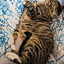 Shakewell joined the competition — help win amazing prizes! cat, tabby, sleeping, resting, blanket, blue, white, pattern, floral, striped, fur, pet, cozy, indoor, comfort, cute, animal, relaxed, domestic, nap