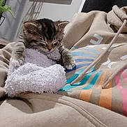 Shakewell is registered to the contest to win money with this photo: kitten, cat, sleeping, blanket, hoodie, person, indoor, cozy, cute, animal, pet, furry, resting, colorful, fabric, soft, relaxing, small, young, comfort