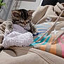 kitten, cat, sleeping, blanket, hoodie, person, indoor, cozy, cute, animal, pet, furry, resting, colorful, fabric, soft, relaxing, small, young, comfort