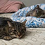 Shakewell joined the competition — help win amazing prizes! cat, tabby_cat, bed, blanket, pillow, indoor, resting, animal, pet, feline, fur, striped, curious, relaxed, domestic, two_cats, sleeping, cozy, comfort, patterned_bedding