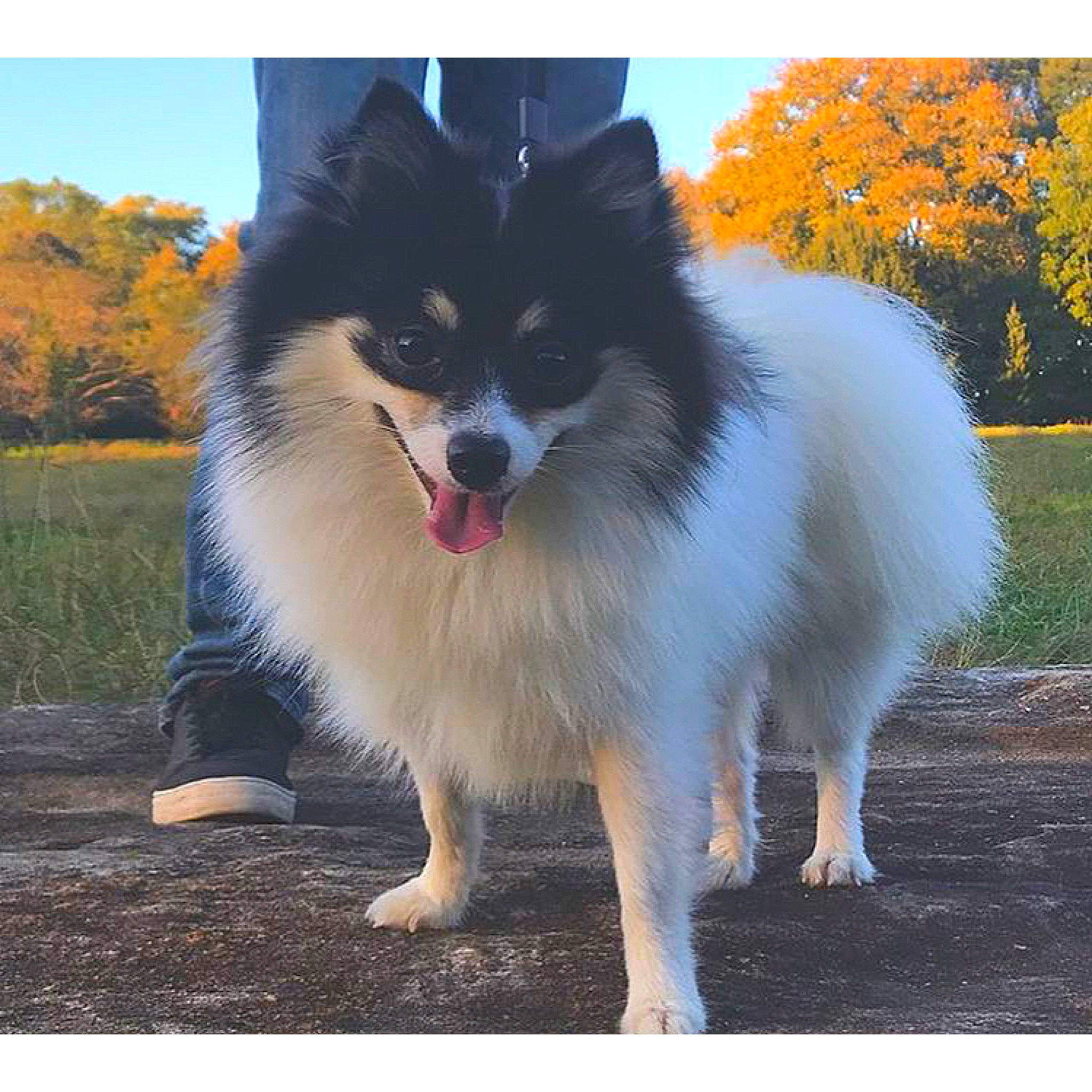 Leo is registered to the contest to win money with this photo: ancient_dog_breeds, autumn, canidae, carnivore, companion_dog, deciduous, dog, dog_breed, fur, herding_dog, non_sporting_group, snout, spitz, whiskers, working_animal